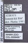 Etiketten zu Athous lomnickii (Reitter, 1905) (NHMW-ZOO-COL-0008468)
